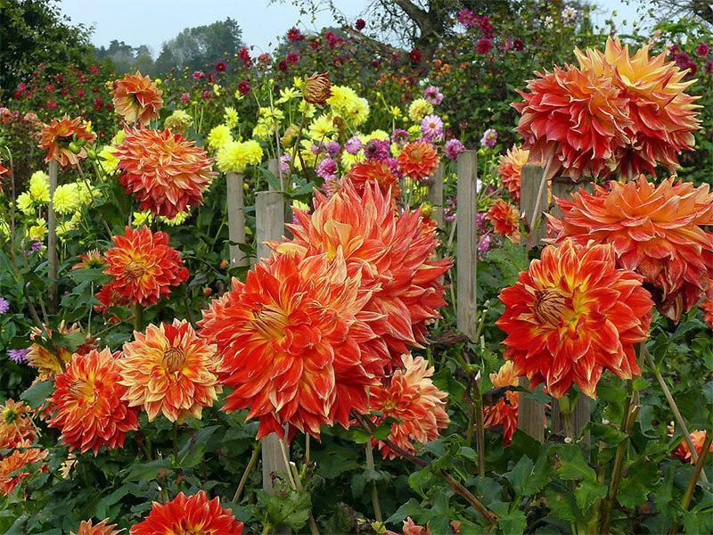 Sommerblumen