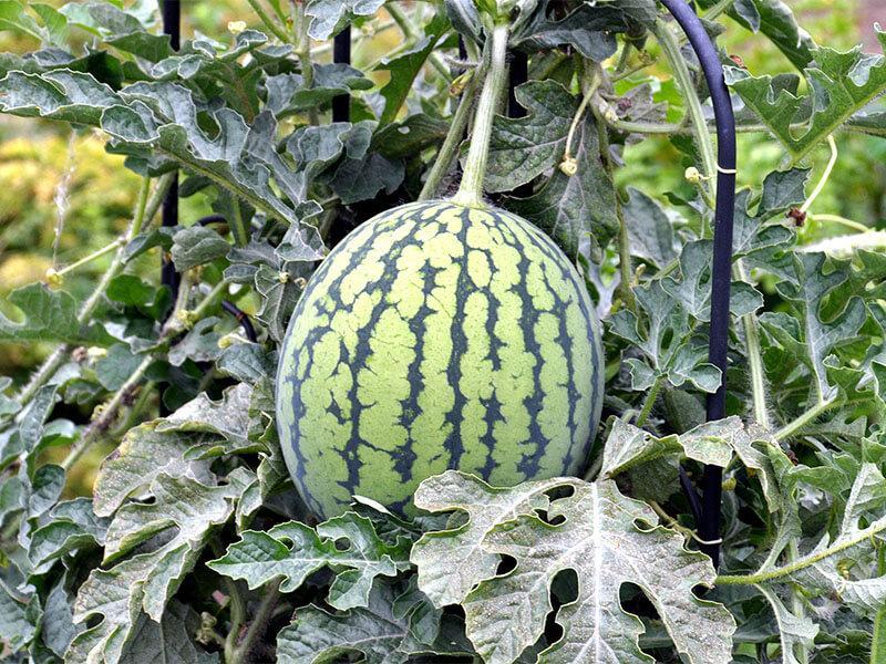 Wassermelone im Feld