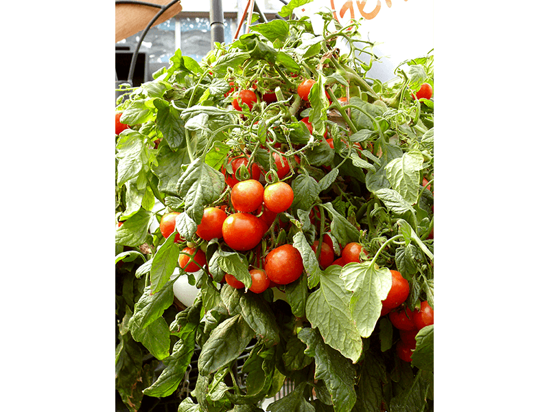 Ampeltomate