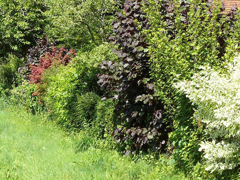 Blütenhecke