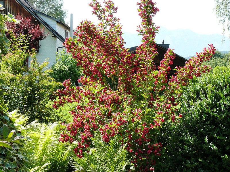 Weigelia