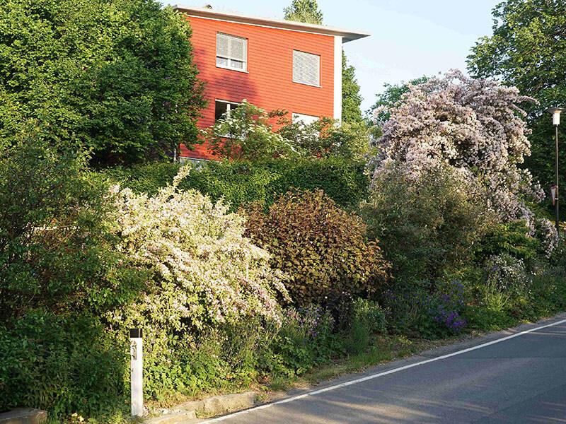 Blütenhecke neben Straße