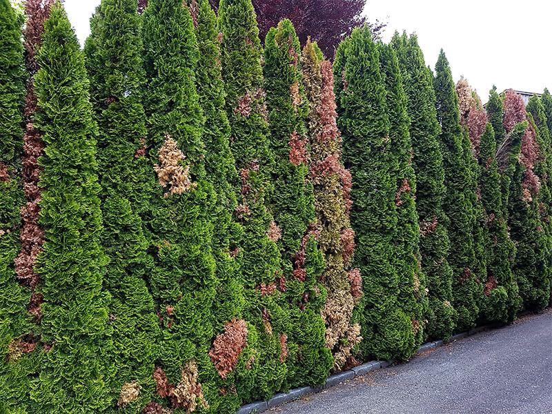 Die Hecke die schwächelt!