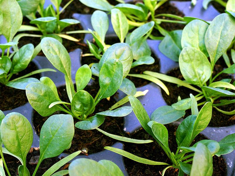 Schichtwechsel im Garten