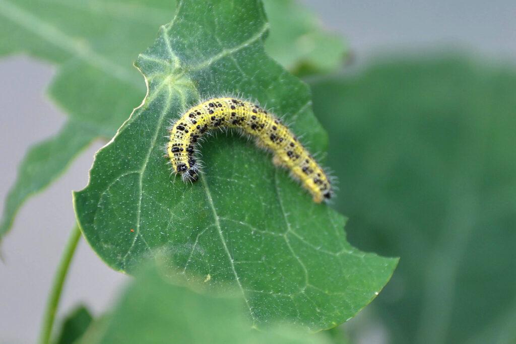 Was frisst an meiner Pflanze