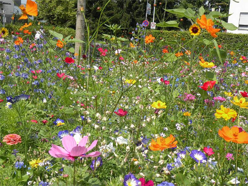 Blumenwiesen anlegen